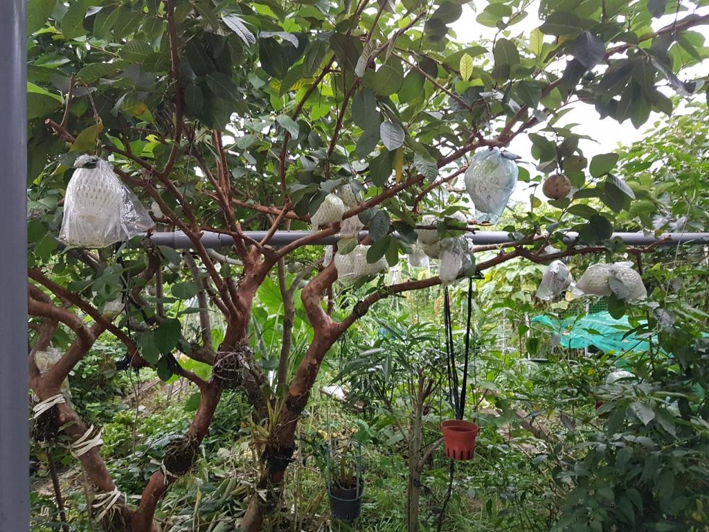 a tree with nets hanging from the branches at Ganoun Homestay in Meinong