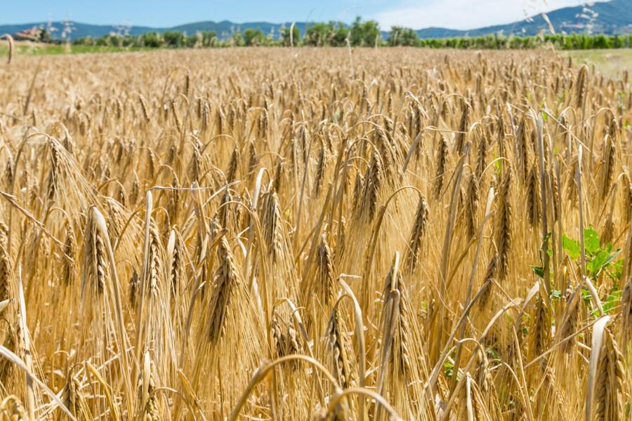 un campo de trigo con una planta verde dentro en Agriturismo Case Nuove en Castellina Marittima