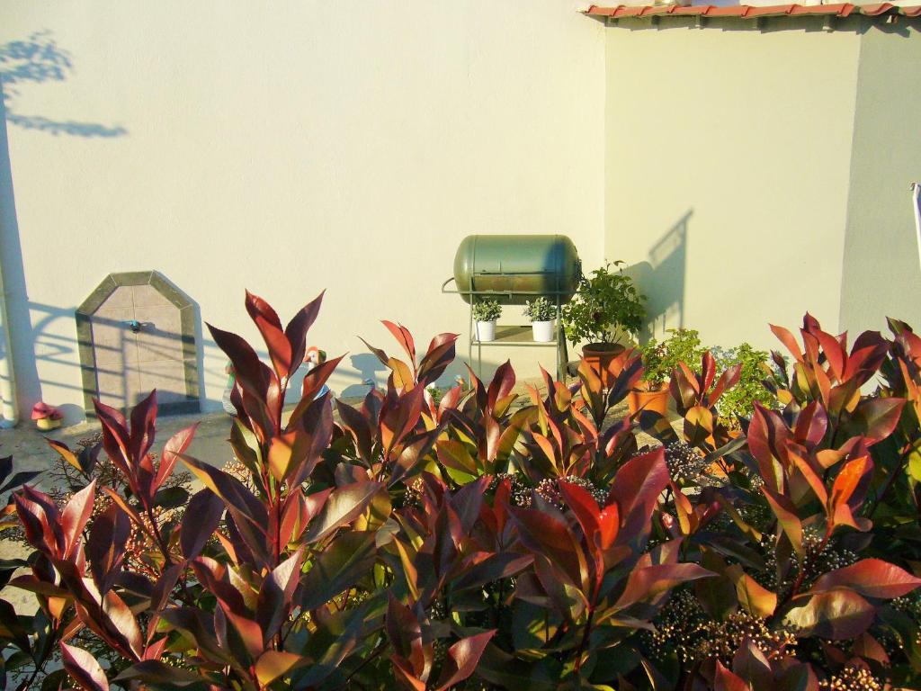 A garden outside Vordos Rooms