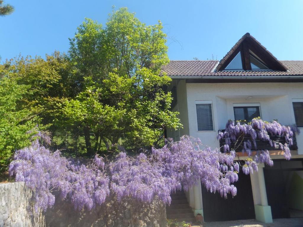 Zahrada ubytování Apartments Jaka