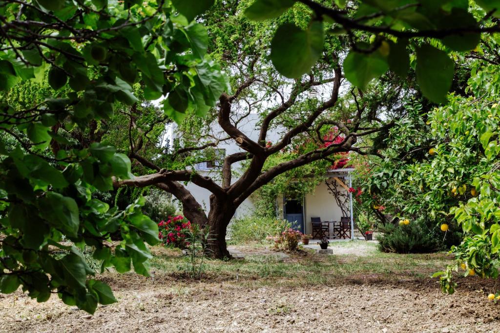 ein Baum in einem Garten mit einem Haus im Hintergrund in der Unterkunft Margouno Eco Cottage in Engares