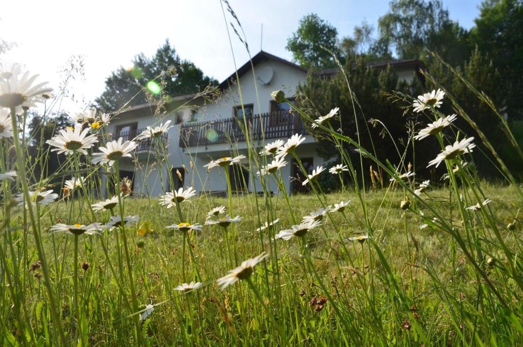 ein Feld mit weißen Blumen vor einem Haus in der Unterkunft Homestay Krásný in Svatá Kateřina