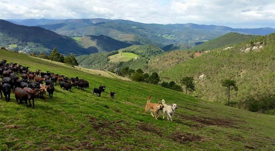 una manada de caballos y perros corriendo en una colina pastosa en Hotel Rural Yeguada Albeitar, en Villayón