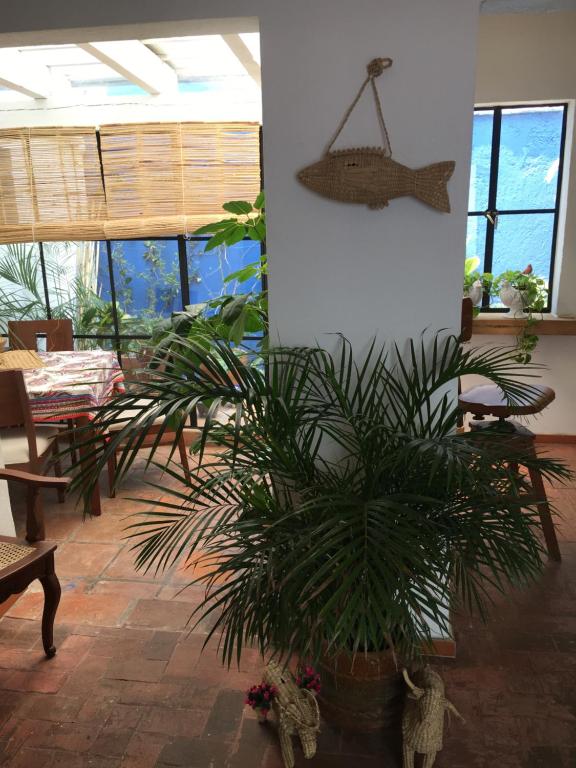 una pianta in una stanza con un pesce sospeso di Casa Molcajete a Città del Messico