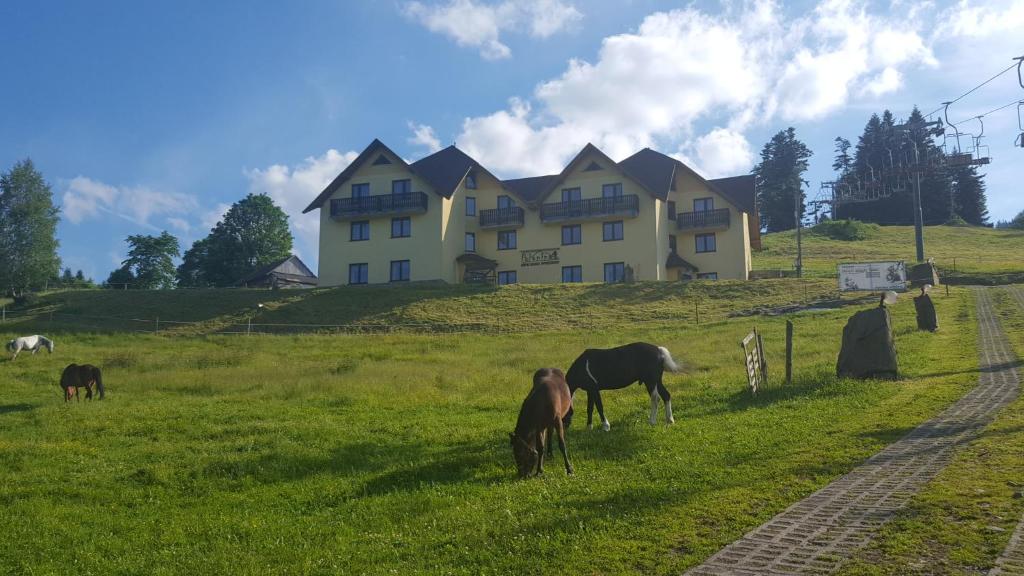 a group of horses grazing in a field in front of a house at Połonina in Korbielów