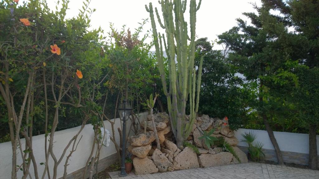 a garden with cacti and rocks and trees at B&B Villa Bea in San Vito lo Capo
