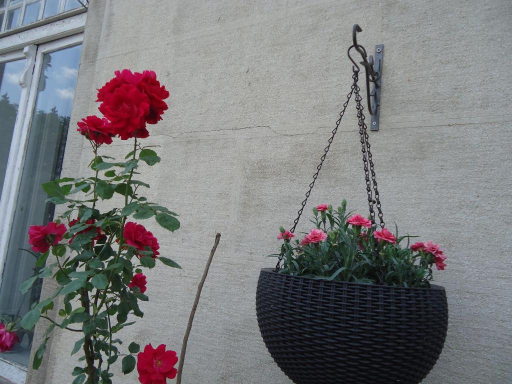 Zahrada ubytování Apartment Jafa