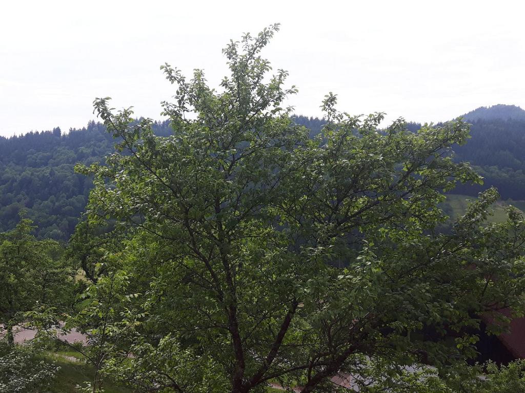 Příroda nedaleko apartmánu