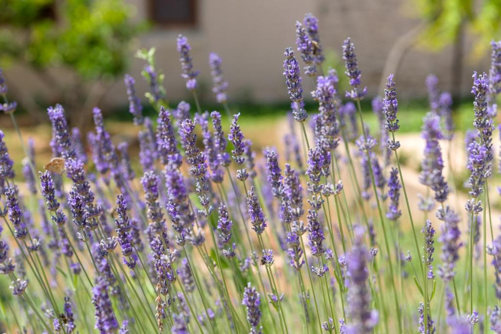 Zahrada ubytování B&B Aurora