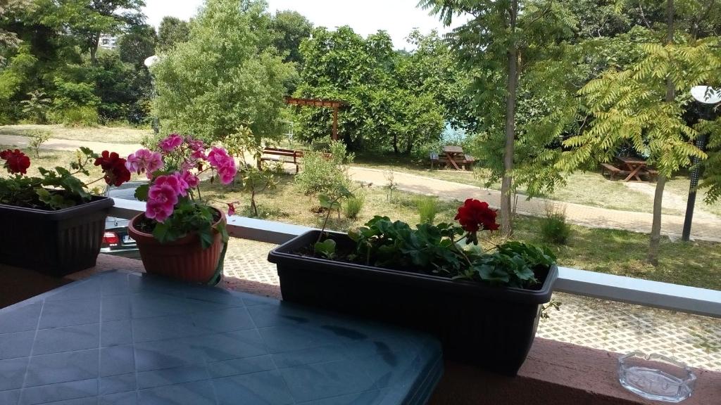 ツァレヴォにあるApartment 4の公園の景色を望むバルコニーに鉢植えの植物3本