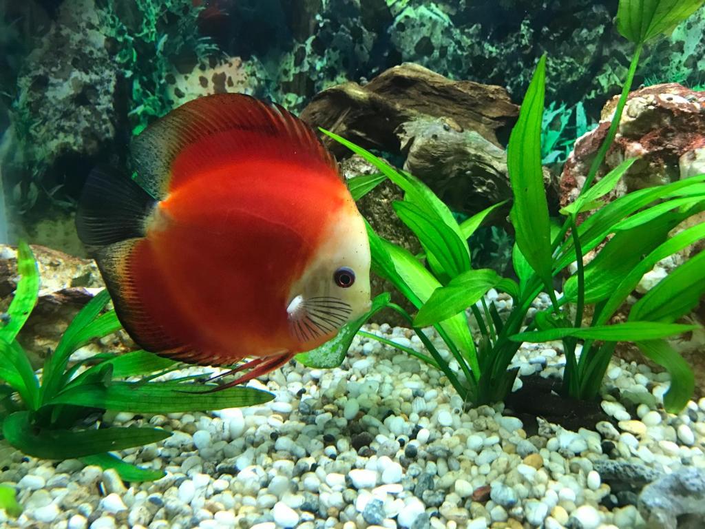 順化的住宿－陽光A酒店，水族馆里的小鱼