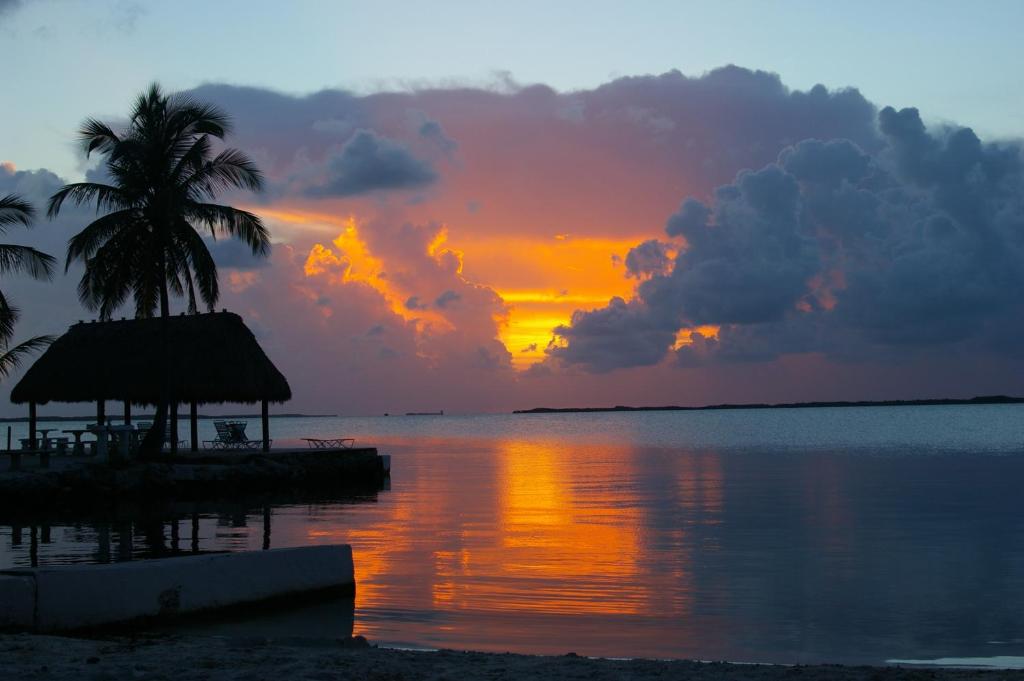 a sunset on a beach with a palm tree and the water at Rock Reef Resort in Key Largo