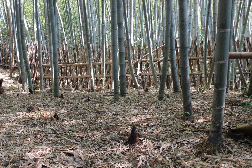Fotografie z fotogalerie ubytování Auberge Fujii Fermier v destinaci Fukui