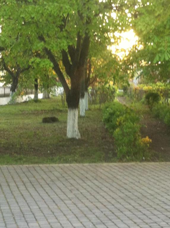 un árbol sentado en medio de un parque en Piroshka Hotel, en Beregovo