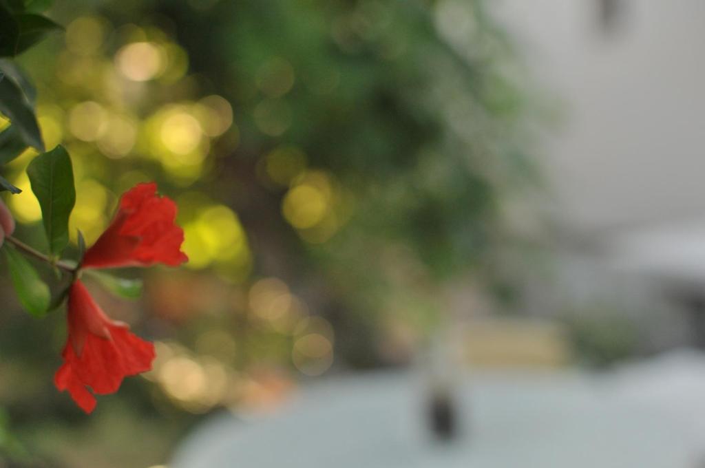 Apartments Casa Mia - 19