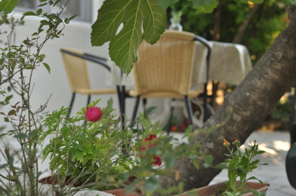 Apartments Casa Mia - 18