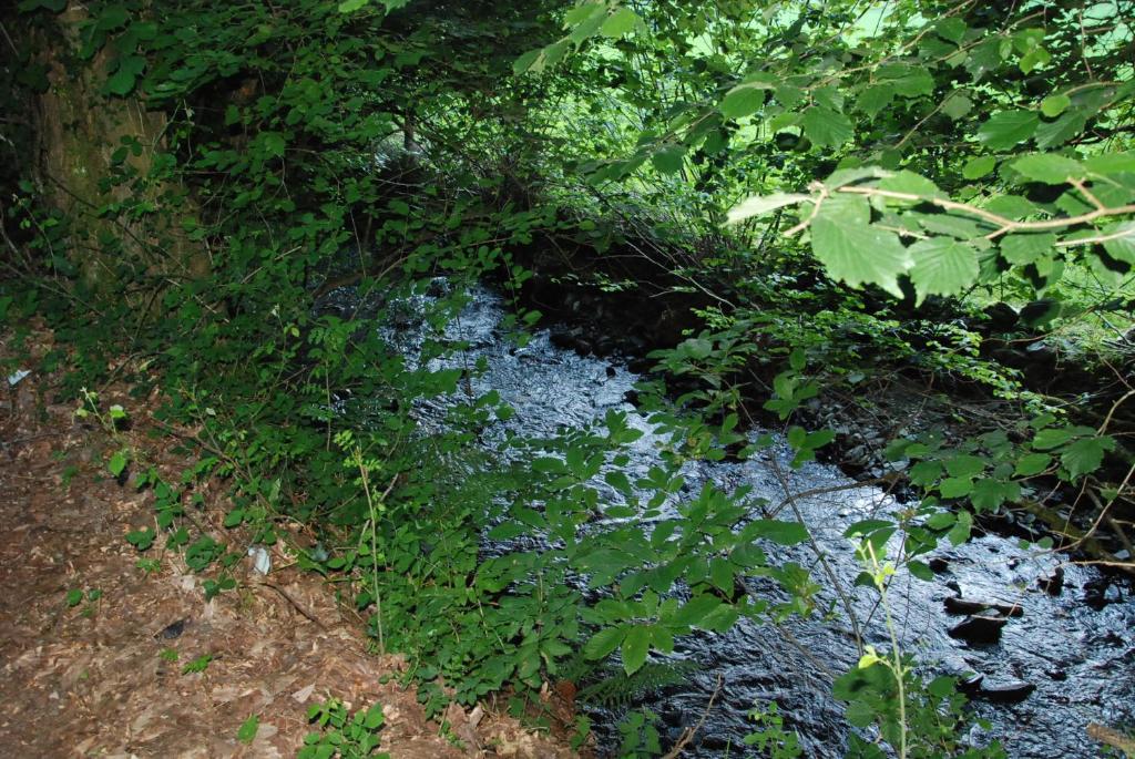 a creek with blue flowers and plants in a field at Albergue Casa Txakainlo in Lesaka