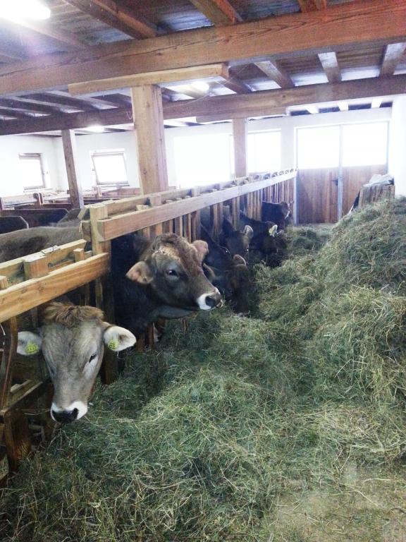 Zwierzęta w gospodarstwie agroturystycznym lub w pobliżu