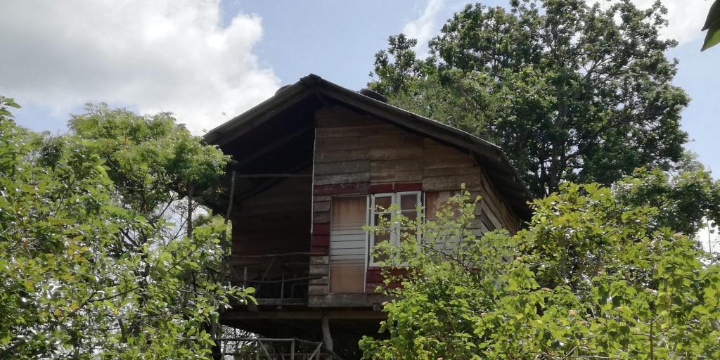 a log cabin in the middle of trees at Sigiri Forest View in Sigiriya