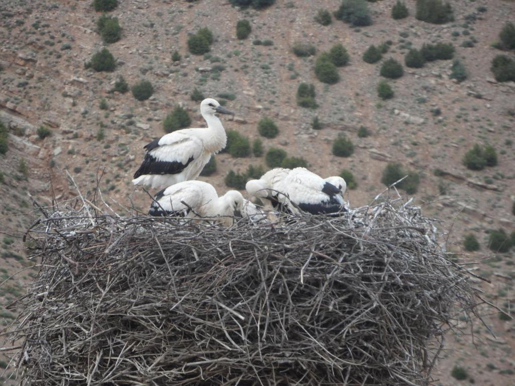 Altri animali domestici presso la locanda o nei dintorni