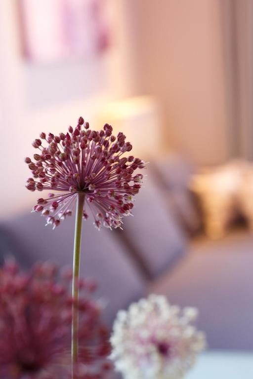 Limani Comfort Rooms - 17