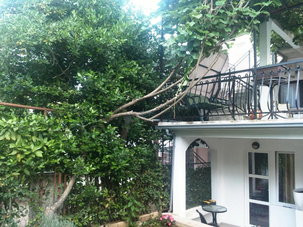 un árbol al lado de una casa en Apartments Colic, en Herceg-Novi