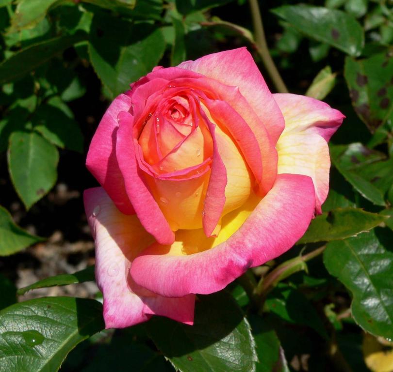 ヴァレーゼにあるVilla Il Nonaroの黄赤の花とピンクのバラ