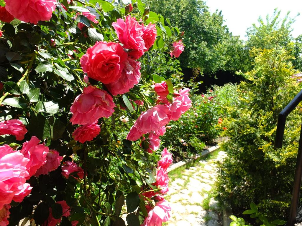 ゲレンジークにあるGuesthouse on Krasnykh partizan 4の茂みのピンクの花束