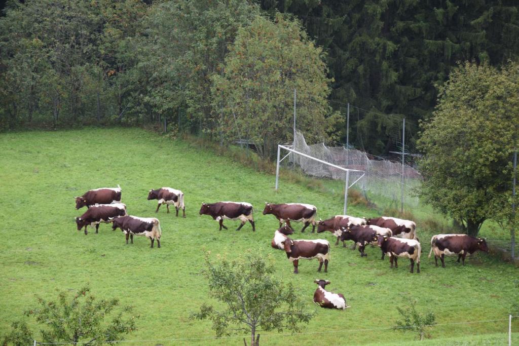 Zvířata v penzionu nebo okolí