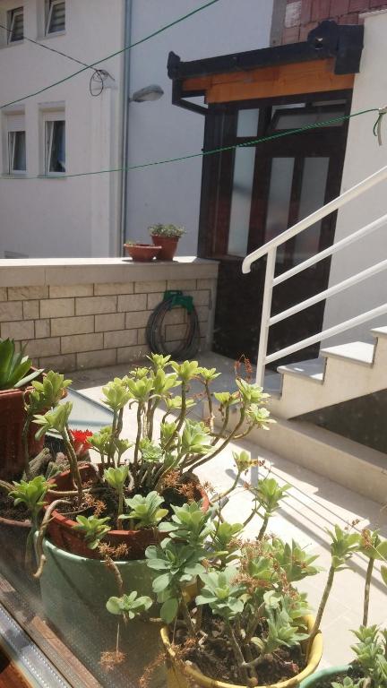 Zahrada ubytování Guest House Stari