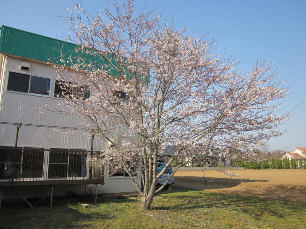 un árbol florido frente a un edificio en Narita Airport Hostel, en Shibayama
