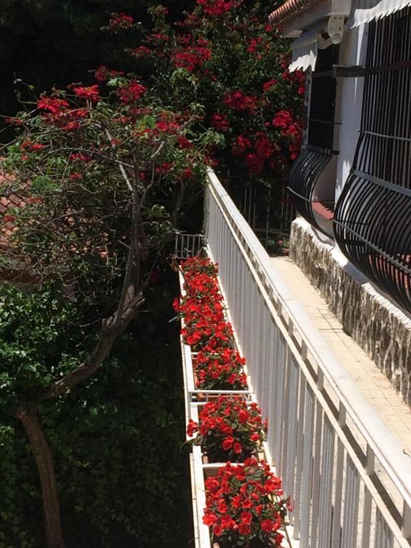 トレモリノスにあるApartamentos Villa Mar 13 Torremolinosの白い柵の赤い花