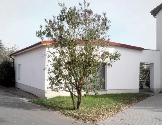 uma pequena árvore em frente a um edifício branco em Ferienhaus-Poweleit em Börgerende-Rethwisch