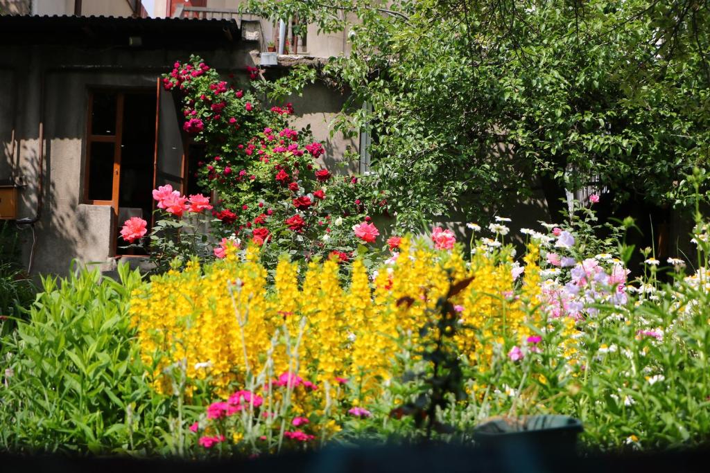Zahrada ubytování Hotel MIRA