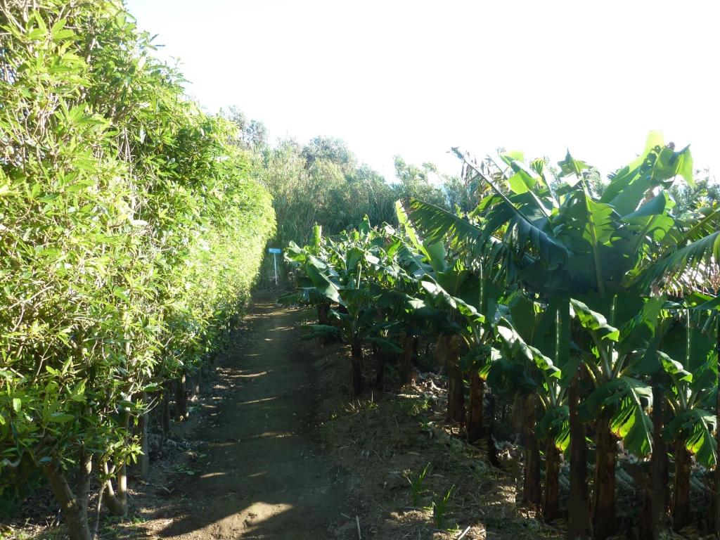 QVA - Quinta Velha das Amoreiras - 14