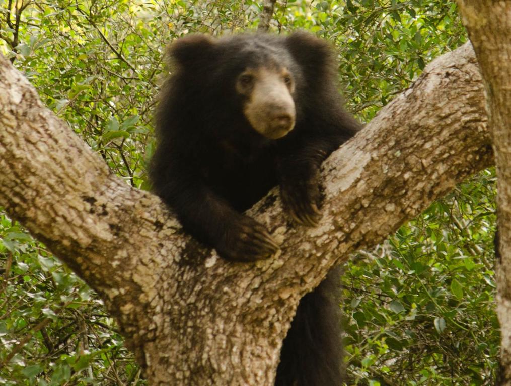 a black bear sitting on top of a tree at Mahoora Wilpattu - by Eco Team in Wilpattu
