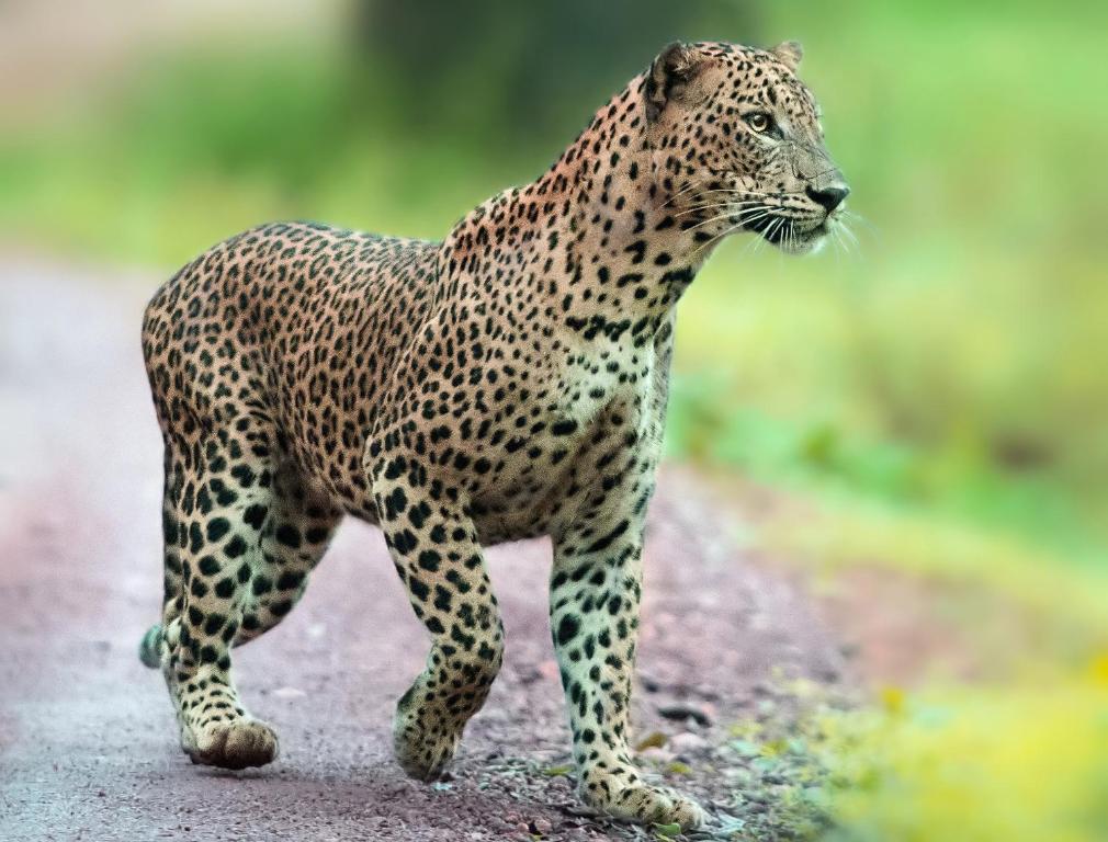 a leopard standing on a dirt road at Mahoora Wilpattu - by Eco Team in Wilpattu