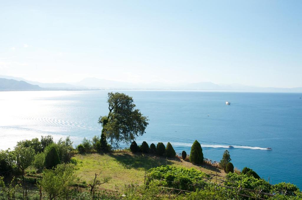 a tree on a hill next to the ocean at Sopra il Limoneto in Cetara