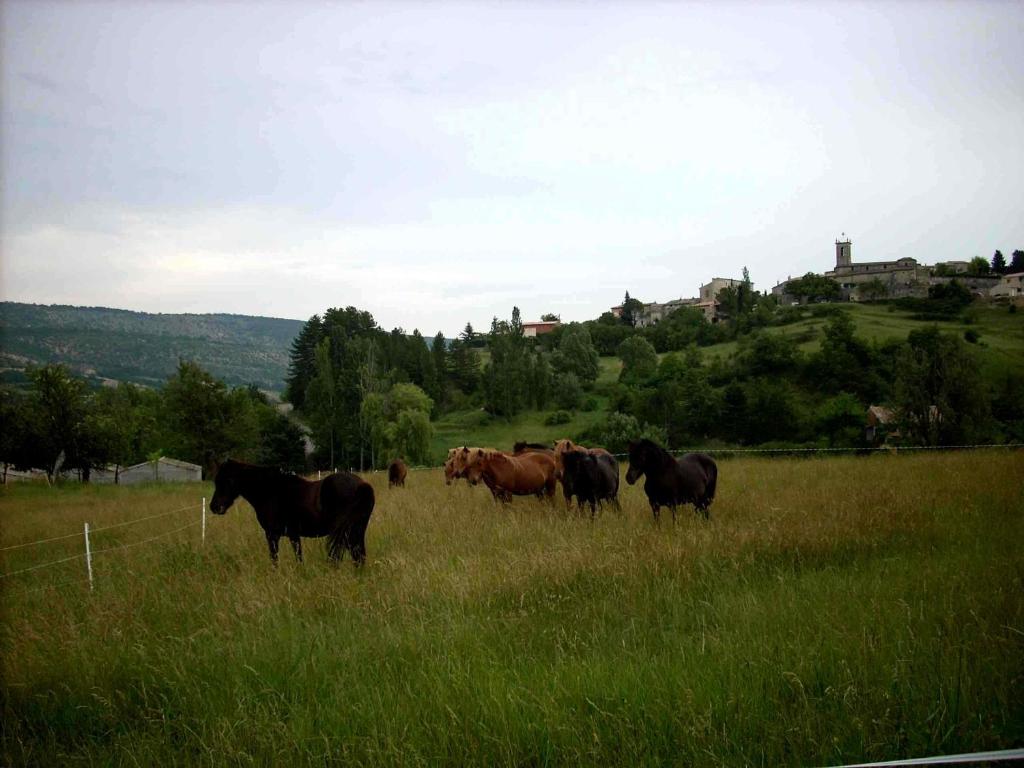 a group of horses standing in a field at GITE PROVENCE LUBERON -PACA- Acces PMR-ANCV in Revest-des-Brousses