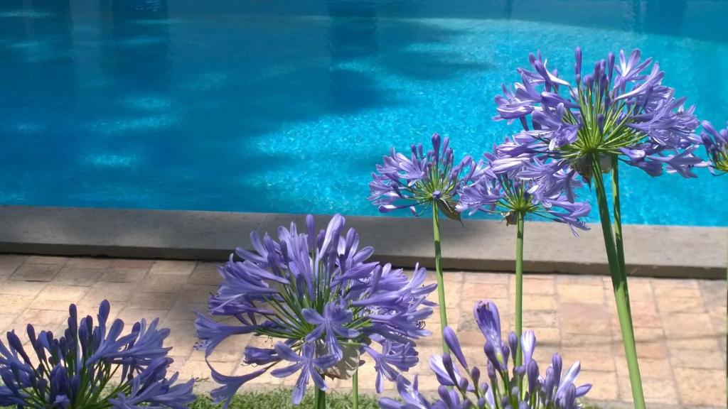 a group of purple flowers in front of a swimming pool at BUBA BnB SUPERIOR in Anzio