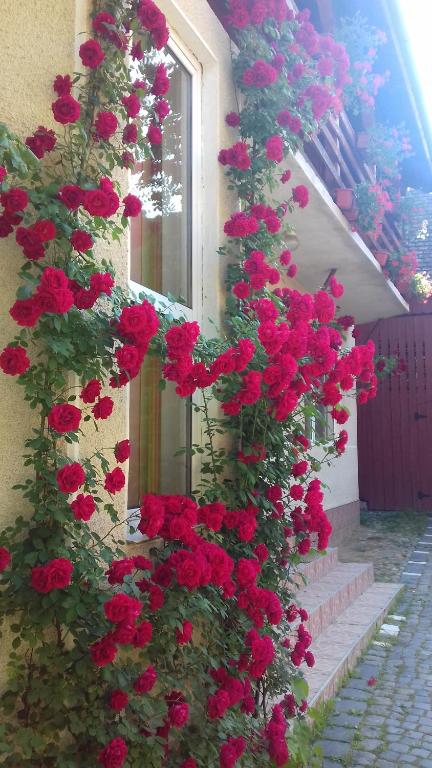 Pensiunea Răzvan في غورا راولوي: حفنة من الزهور الحمراء على جانب المبنى