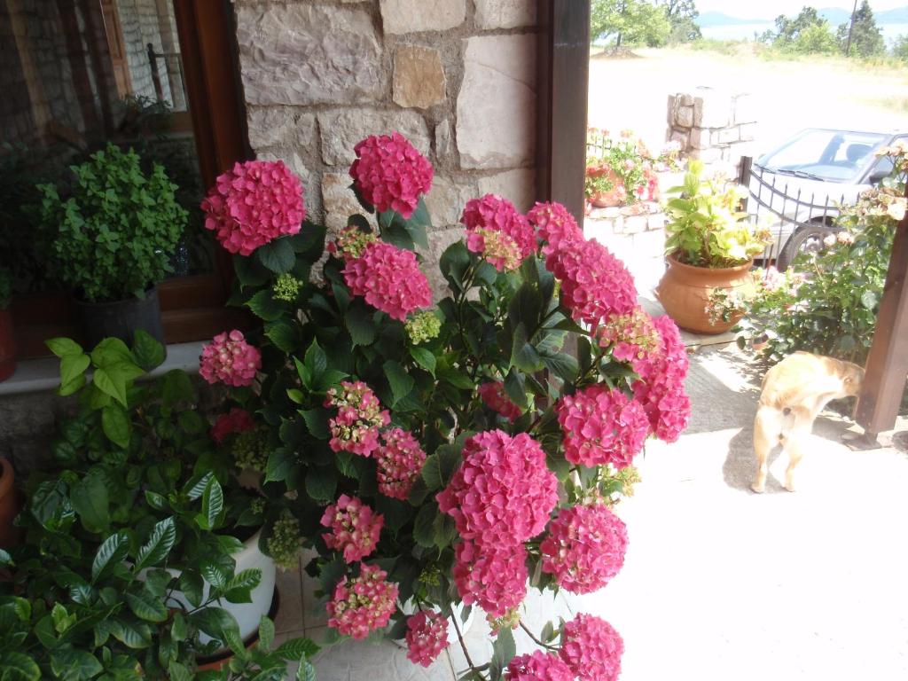Zahrada ubytování Hotel Antigoni