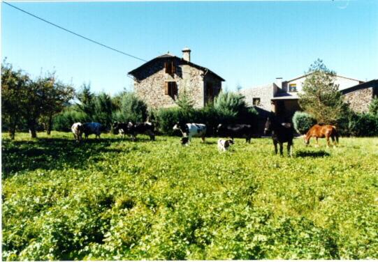 Casa Rural La Vall del Cadi في لا سو دي أورغل: مجموعة من الأبقار ترعى في حقل من العشب