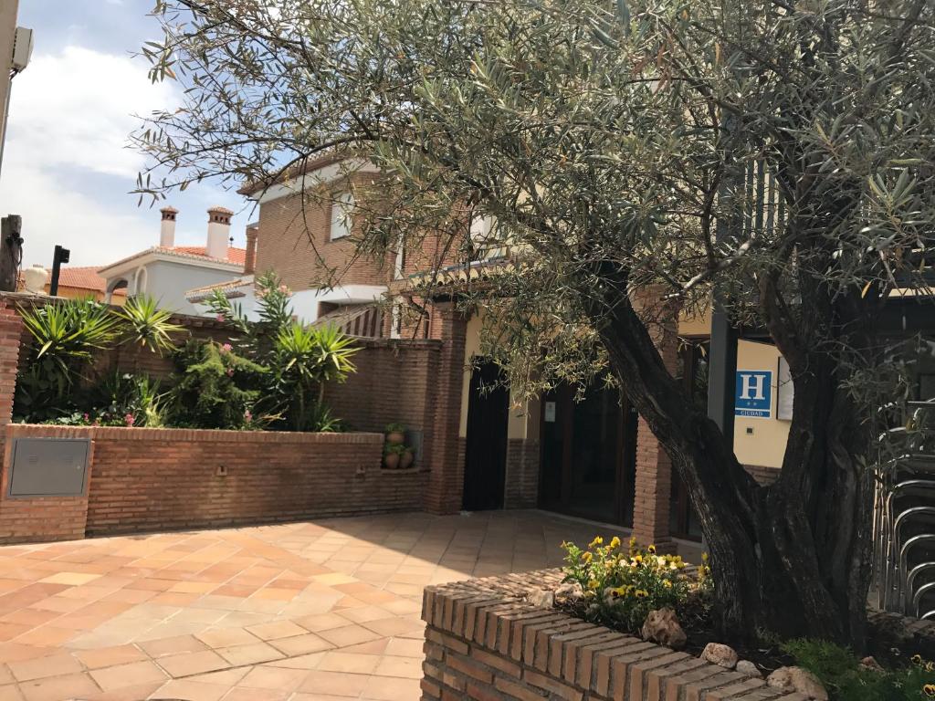 
a tree in front of a building at Los Galanes in Granada
