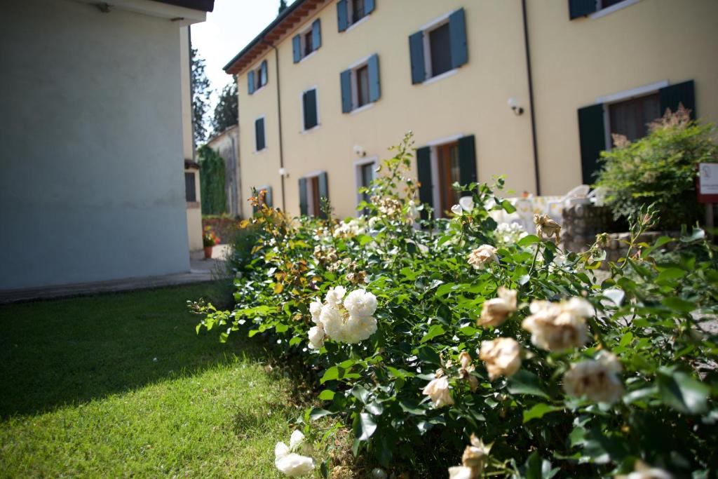 a bush of white roses in front of a building at Agriturismo Albarello in Sona