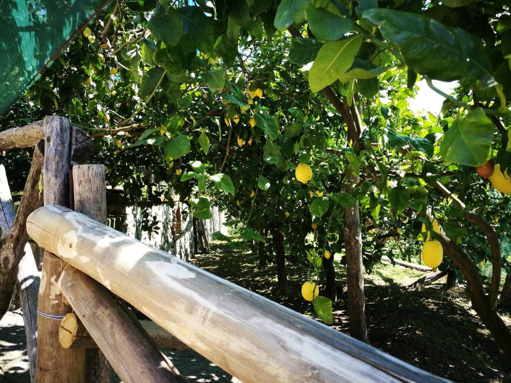 Agriturismo Nonno Luigino - 14