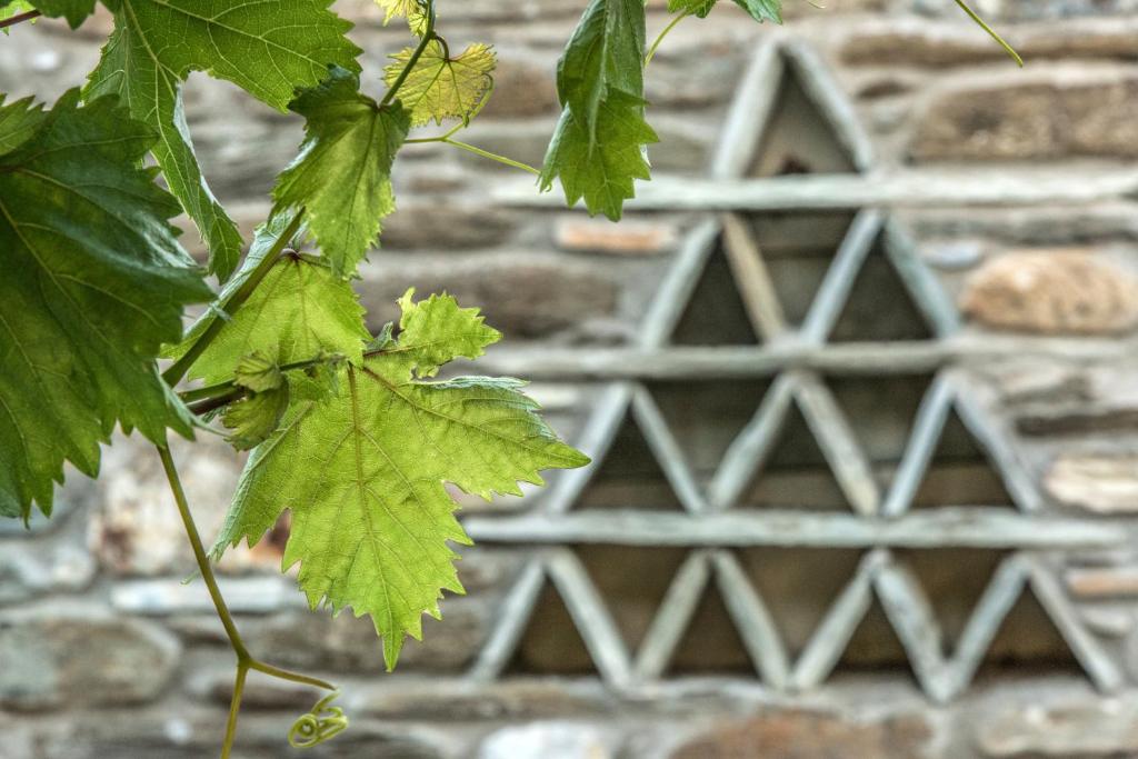 a bunch of green leaves in front of a stone wall at Didymes Studios in Kionia