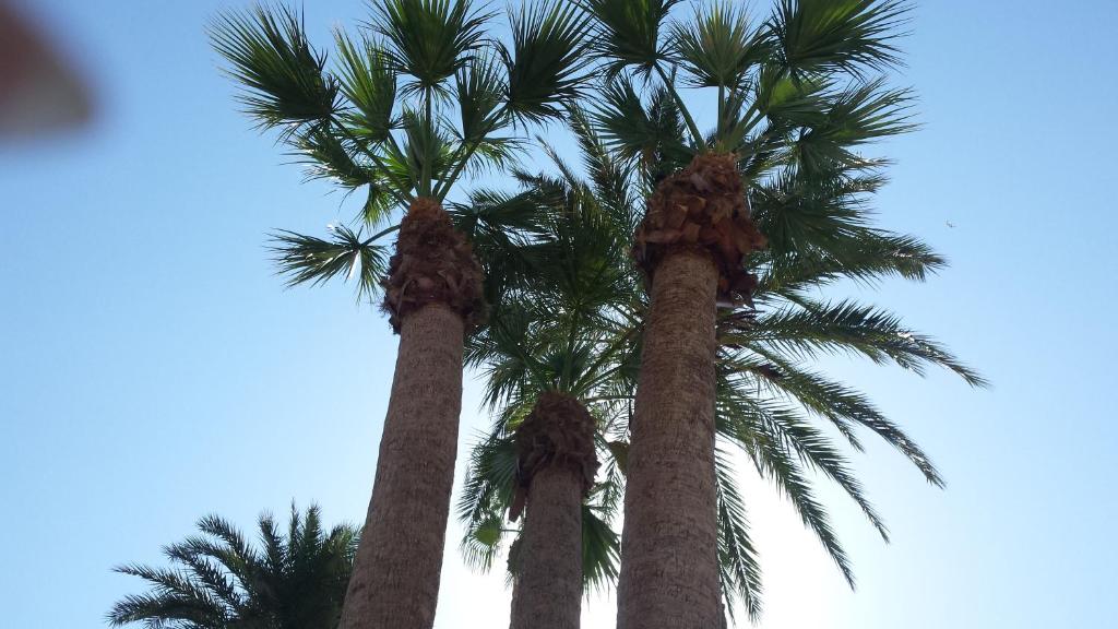 Fotografia z galérie ubytovania Palmeral de Torrevieja v destinácii Torrevieja