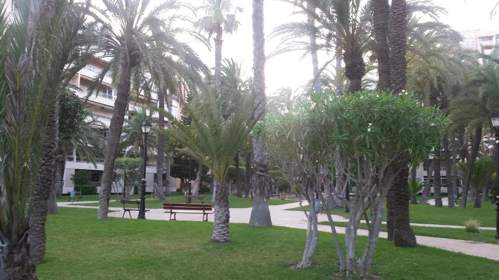 Vonkajšia záhrada v ubytovaní Palmeral de Torrevieja
