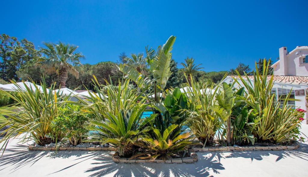 a row of palm trees and plants in a yard at La Bastide des Salins in Saint-Tropez